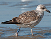 ad LBBG in Januari-April, ringed in the U.K. (72074 bytes)