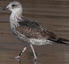 ad LBBG in Januari-April, ringed in the U.K. (72074 bytes)