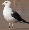 ad LBBG in Januari-April, ringed in the U.K. (72074 bytes)