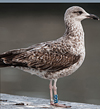 ad LBBG in Januari-April, ringed in the U.K. (72074 bytes)