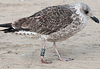 ad LBBG in Januari-April, ringed in the U.K. (72074 bytes)