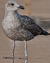 ad LBBG in Januari-April, ringed in the U.K. (72074 bytes)