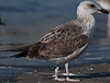 ad LBBG in Januari-April, ringed in the U.K. (72074 bytes)