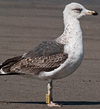 ad LBBG in Januari-April, ringed in the U.K. (72074 bytes)