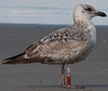ad LBBG in Januari-April, ringed in the U.K. (72074 bytes)