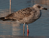 ad LBBG in Januari-April, ringed in the U.K. (72074 bytes)