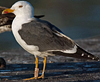 ad LBBG in Januari-April, ringed in the U.K. (72074 bytes)