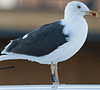 ad LBBG in Januari-April, ringed in the U.K. (72074 bytes)
