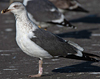 ad LBBG in Januari-April, ringed in the U.K. (72074 bytes)