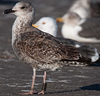 ad LBBG in Januari-April, ringed in the U.K. (72074 bytes)