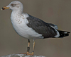 ad LBBG in Januari-April, ringed in the U.K. (72074 bytes)