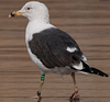 ad LBBG in Januari-April, ringed in the U.K. (72074 bytes)