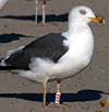 ad LBBG in Januari-April, ringed in the U.K. (72074 bytes)