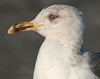 ad LBBG in Januari-April, ringed in the U.K. (72074 bytes)