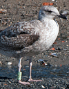 ad LBBG in Januari-April, ringed in the U.K. (72074 bytes)