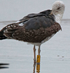 ad LBBG in Januari-April, ringed in the U.K. (72074 bytes)