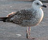 ad LBBG in Januari-April, ringed in the U.K. (72074 bytes)