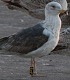 ad LBBG in Januari-April, ringed in the U.K. (72074 bytes)