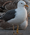 ad LBBG in Januari-April, ringed in the U.K. (72074 bytes)