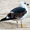 ad LBBG in Januari-April, ringed in the U.K. (72074 bytes)