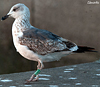 ad LBBG in Januari-April, ringed in the U.K. (72074 bytes)