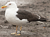 adult LBBG intermedius in September, ringed in Norway. (95609 bytes)