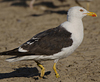 adult LBBG intermedius in September, ringed in Norway. (95609 bytes)