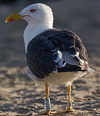 adult LBBG intermedius in September, ringed in Norway. (95609 bytes)