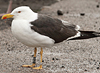 adult LBBG intermedius in September, ringed in Norway. (95609 bytes)