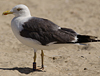 adult LBBG intermedius in September, ringed in Norway. (95609 bytes)