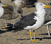 adult LBBG intermedius in September, ringed in Norway. (95609 bytes)
