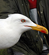 juvenile LBBG in October, ringed in Norway. (131273 bytes)