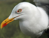 juvenile LBBG in October, ringed in Norway. (131273 bytes)