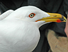 adult graellsii in May, ringed in the Netherlands. (83502 bytes)