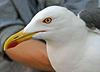 juvenile LBBG in October, ringed in Norway. (131273 bytes)