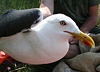 adult LBBG Dutch intergrade in September, ringed in the Netherlands. (85708 bytes)