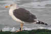 ad LBBG in winter, ringed in the Netherlands. (93399 bytes)