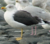 ad intermedius LBBG in winter, ringed in Norway. (70743 bytes)