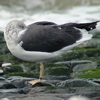 ad intermedius LBBG in winter, ringed in Norway. (67918 bytes)