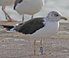 juvenile LBBG, ringed in the Netherlands.