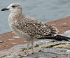 juvenile LBBG in October, ringed in Norway. (131273 bytes)