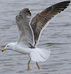 juvenile LBBG in October, ringed in Norway. (131273 bytes)