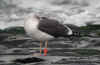 ad graellsii LBBG in winter, ringed in Britain.(91291 bytes)