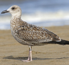 juvenile LBBG, ringed in the Netherlands.