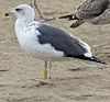 juvenile LBBG, ringed in the Netherlands.