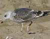 juvenile LBBG, ringed in the Netherlands.