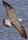 1cy argenteus in November, ringed in Belgium. (25637 bytes)