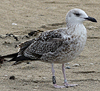 juvenile LBBG, ringed in the Netherlands.