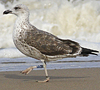 juvenile LBBG, ringed in the Netherlands.