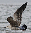 juvenile LBBG, ringed in the Netherlands.
